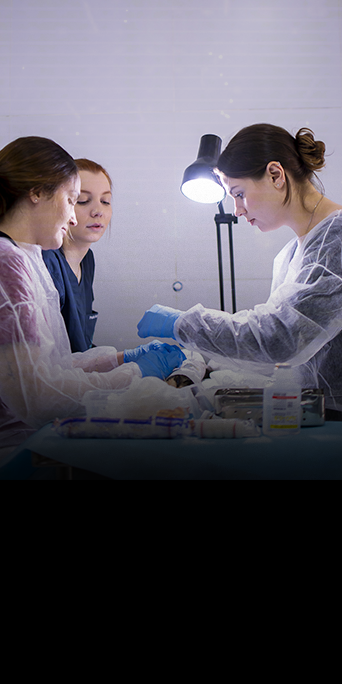 DERMATOLOGIA-FELINA5