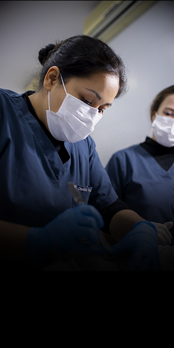 DERMATOLOGIA-FELINA7