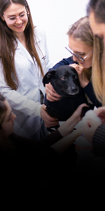 Jornada-da-desmistificação-do-hemograma-em-cães-e-gatos6